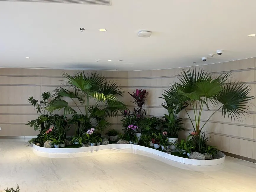 宁波海曙绿植出租，实惠之选，为空间注入自然生机！